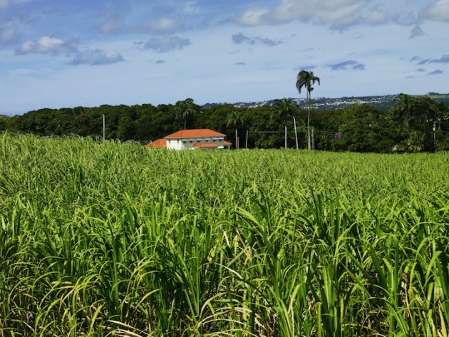 Mount Gay Black Barrel Sugar Can Fields Barbados