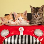 kittens-car