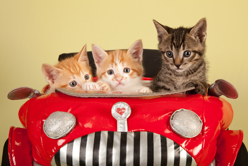 kittens-car