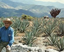 mezcal union in paxaca