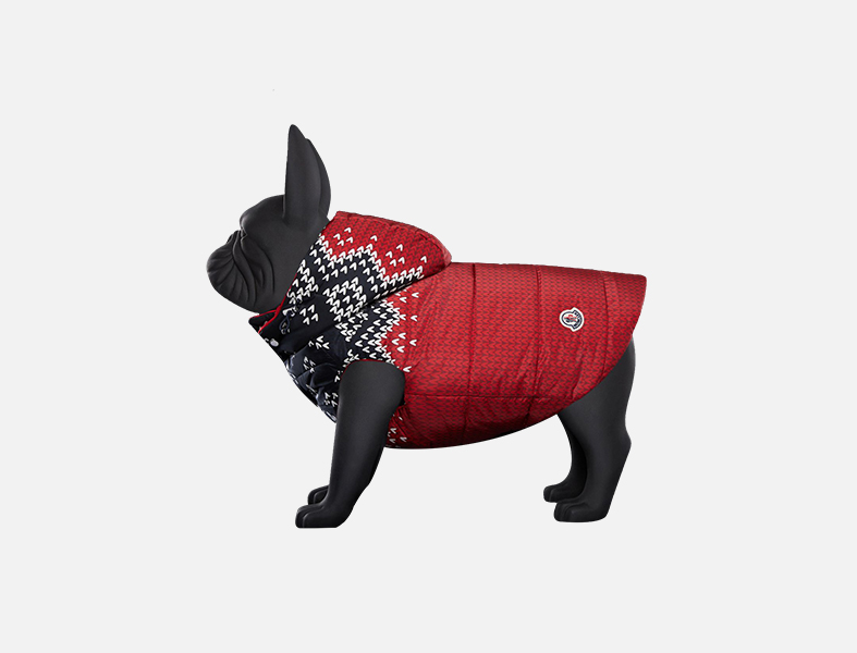 Moncler dog suit