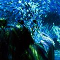 Pantone Blue