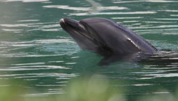 dolphins in venice